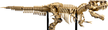 LEGO T. rex Skelet 76968 Jurassic World